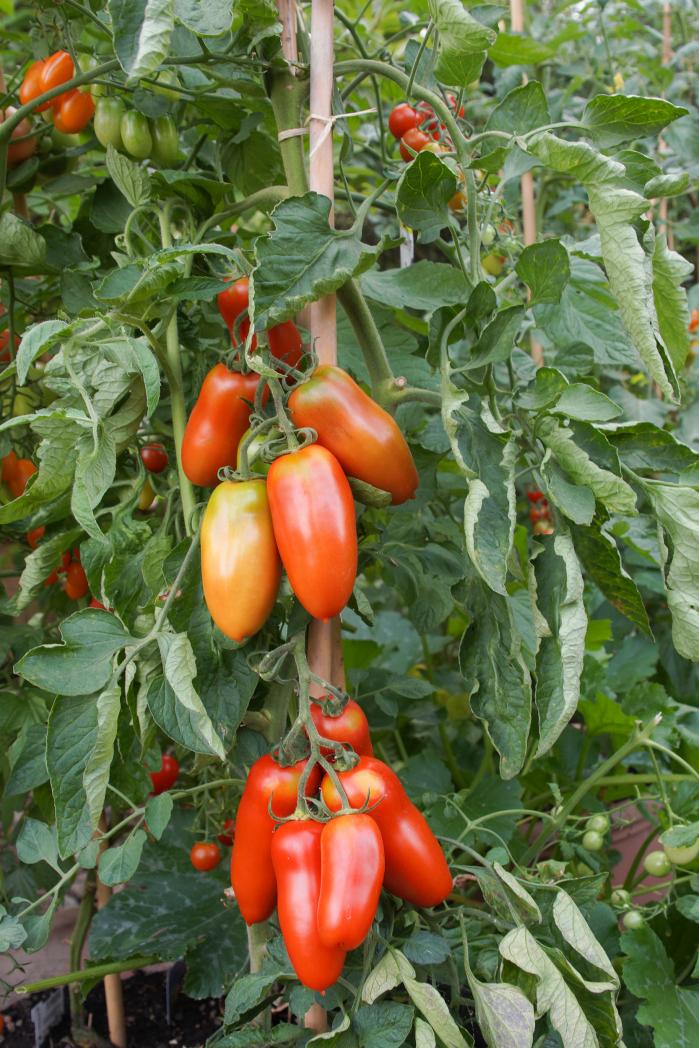 San-Marzano-Tomaten sind sogar im Hochbeet oder Grosstopf kultiviert sehr ertragreich.